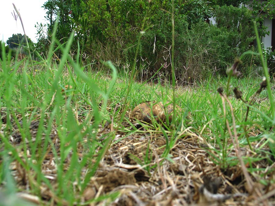 Pisolithus arizus